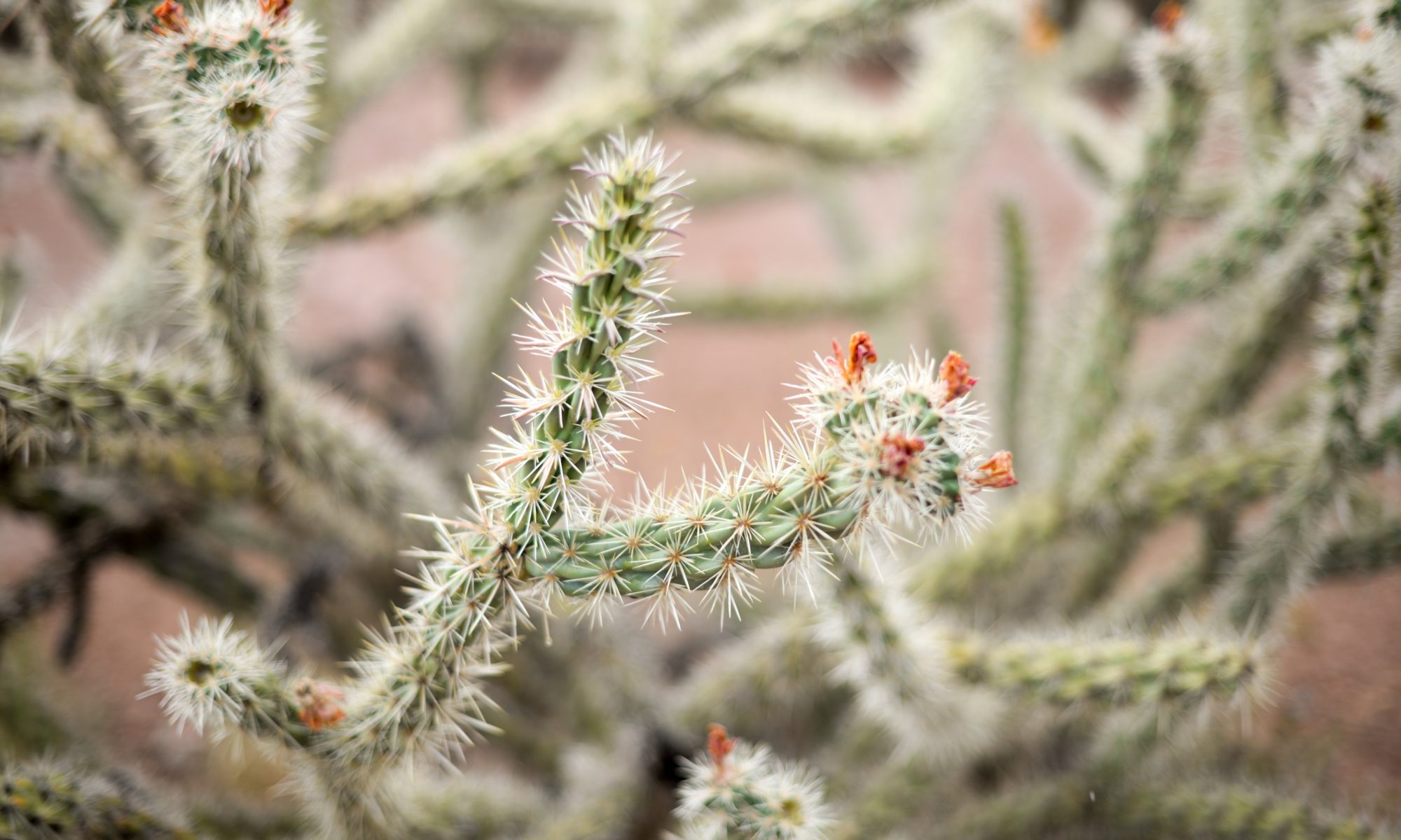 Spiky cactus with small orange flowers.