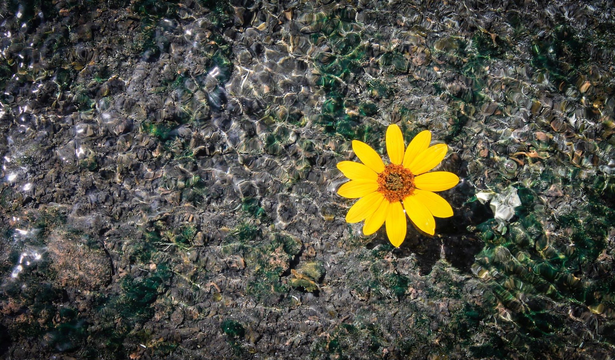 Yellow flower on textured, watery surface.
